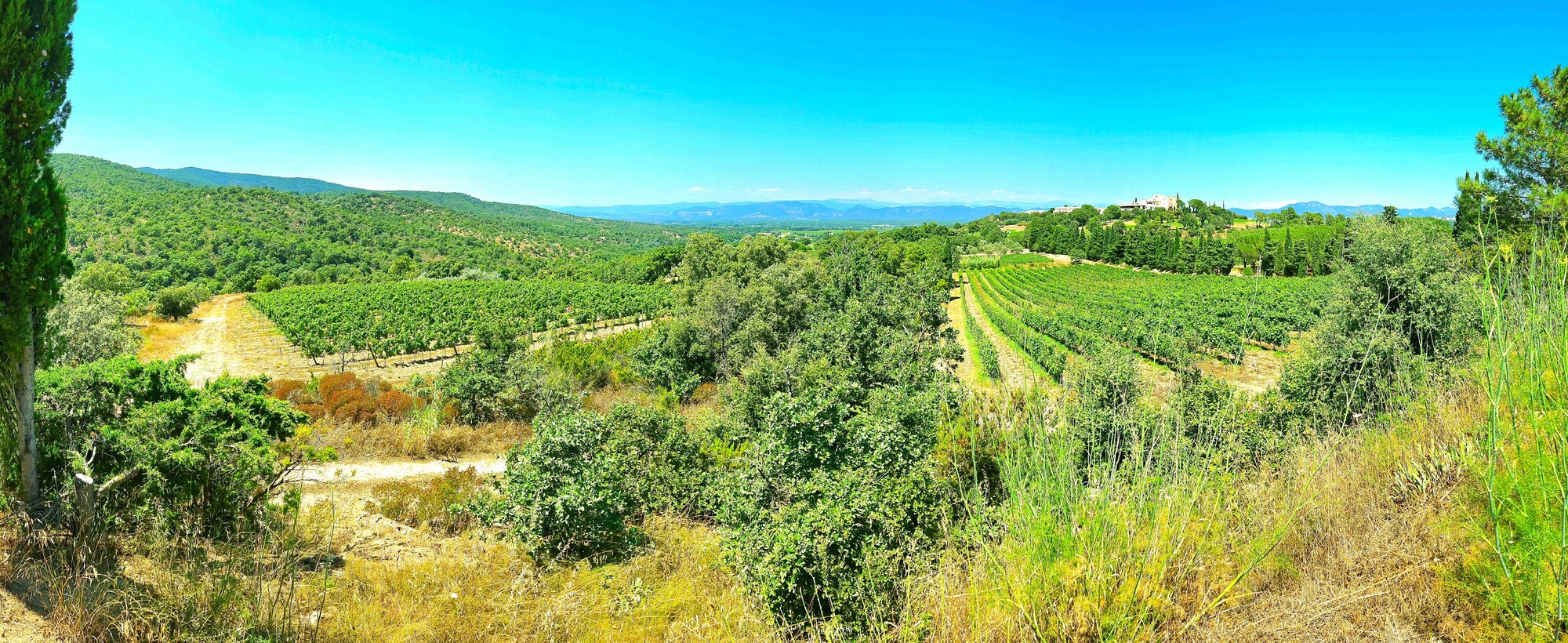 Rangs de vignes séparés par des chênes et des pins au-dessus de la plaine de l'Argens, un midi de juillet, collines boisées jusqu'à l'horizon